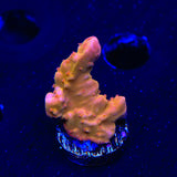 TSA Orange Peel Setosa Montipora Coral