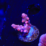 Pink Branching Cyphastrea Coral