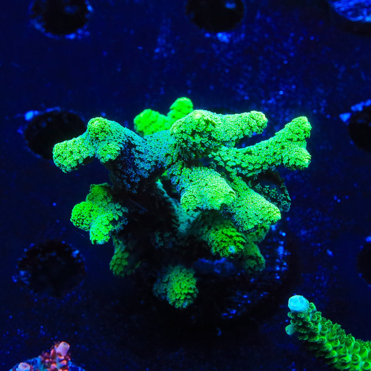 TSA Neon Green Birdsnest Coral