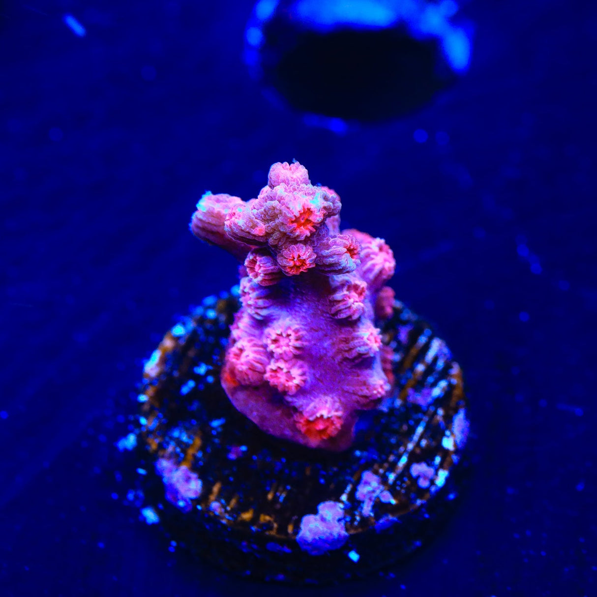 Pink Branching Cyphastrea Coral