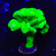 Kelly Green Psammocora Coral