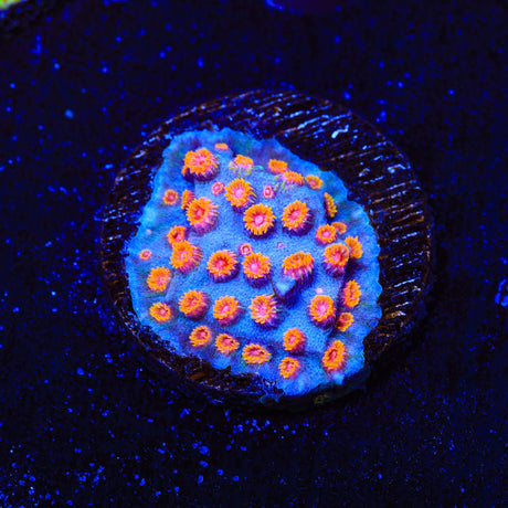 WWC Bizarro Cyphastrea Coral