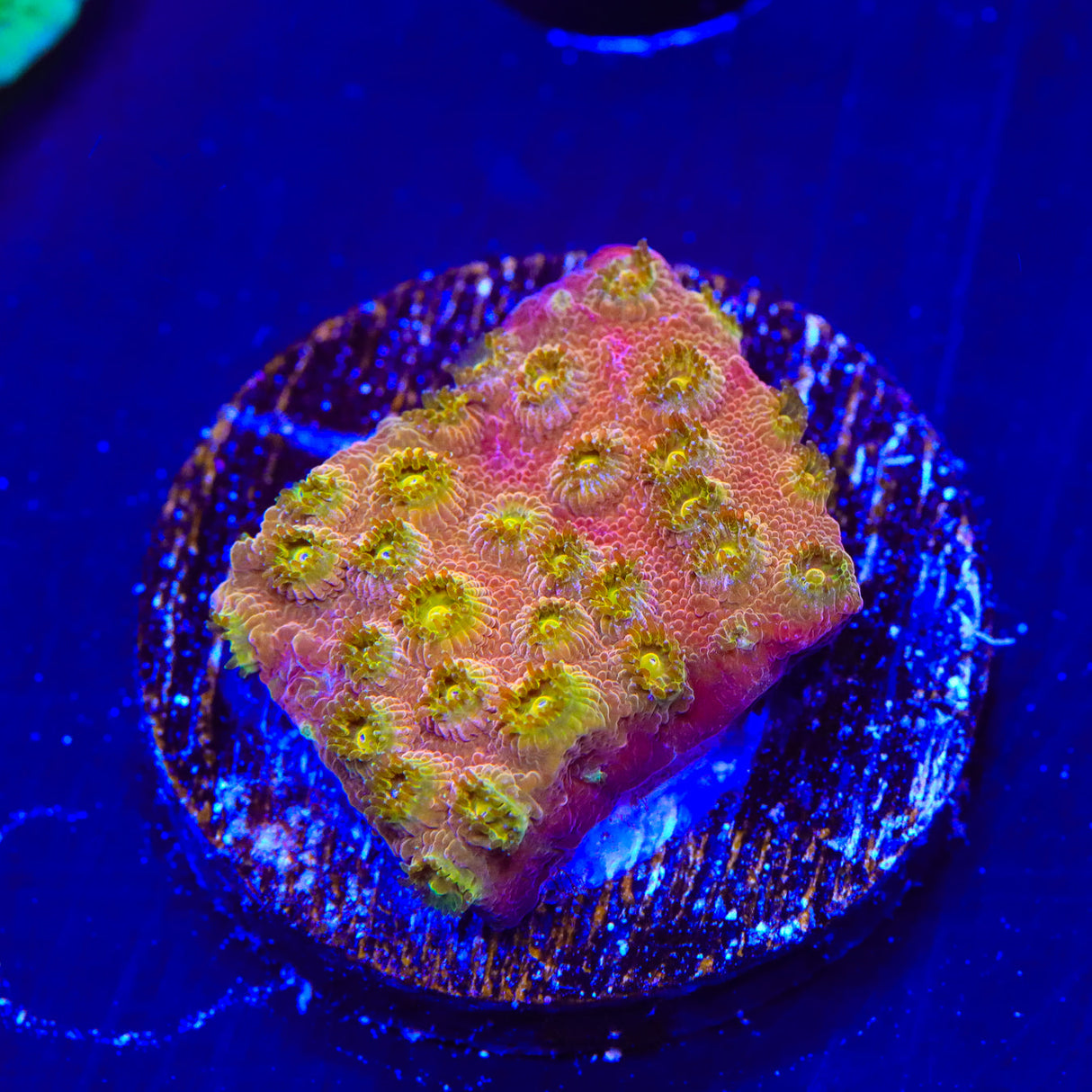 24k Gold Cyphastrea Coral