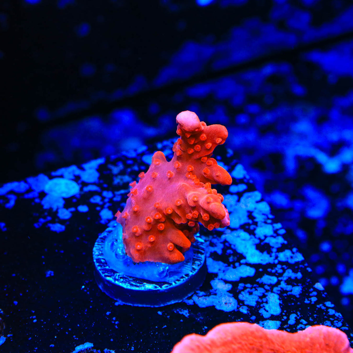 Red Setosa Montipora Coral - Top Shelf Aquatics