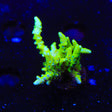 CB The Thing Anacropora Coral