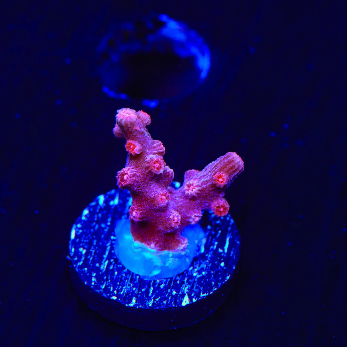 Pink Branching Cyphastrea Coral