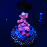 Pink Branching Cyphastrea Coral