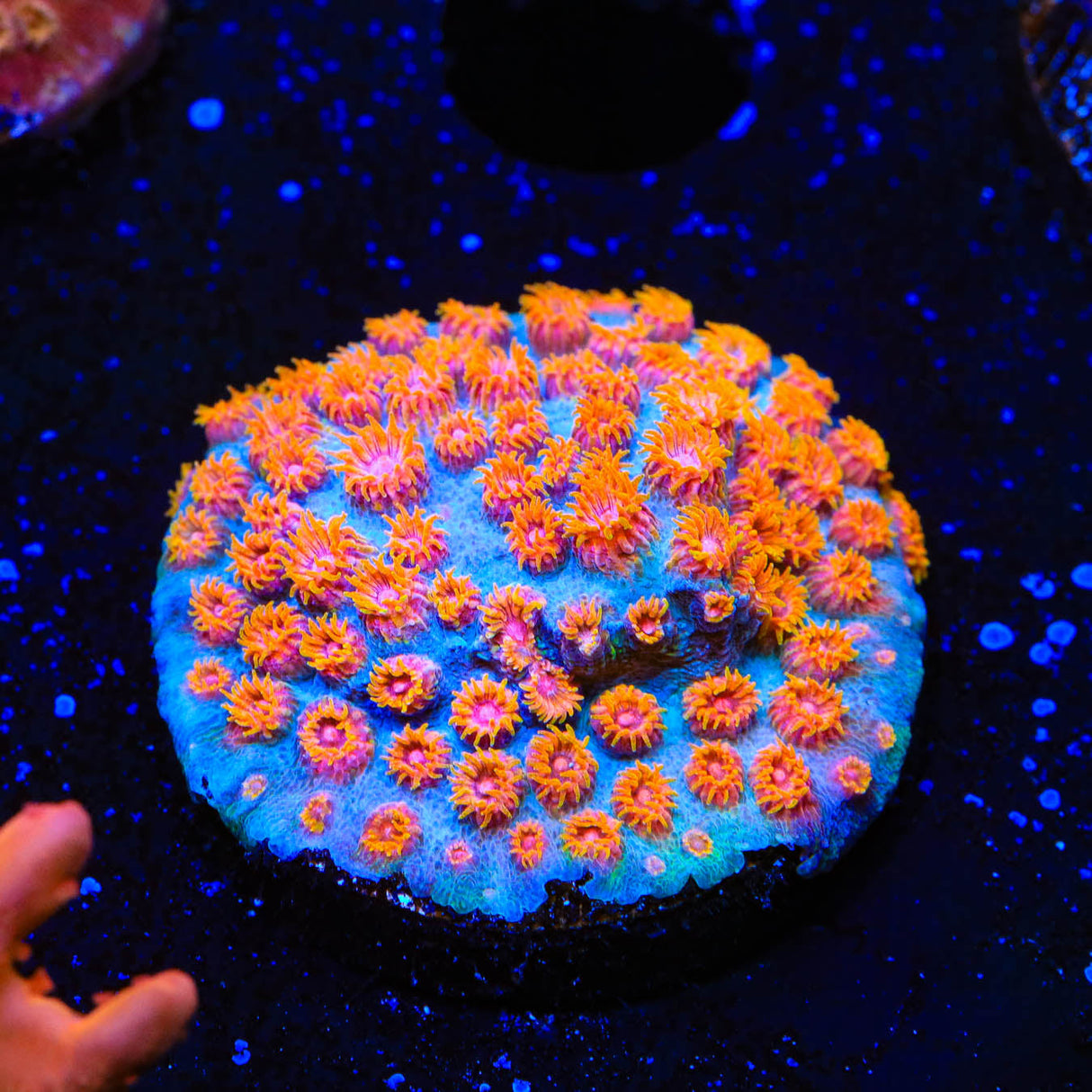 WWC Bizarro Cyphastrea Coral - Top Shelf Aquatics