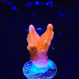 TSA Orange Peel Setosa Montipora Coral - Top Shelf Aquatics