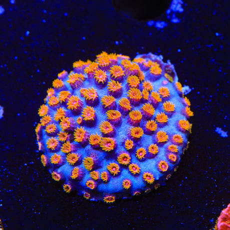 WWC Bizarro Cyphastrea Coral