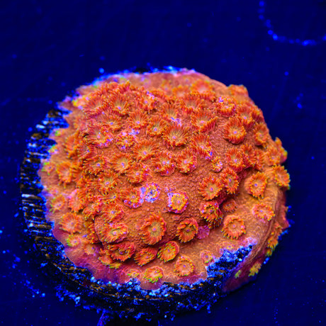 TSA Hi-C Cyphastrea Coral