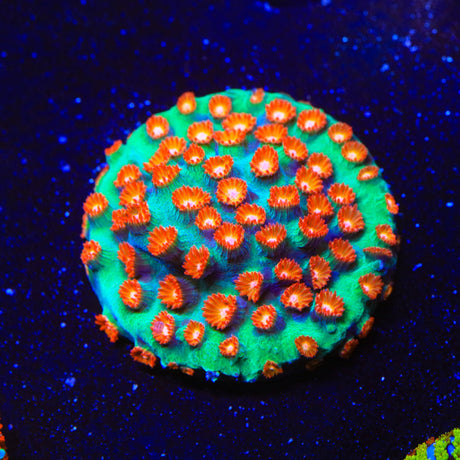 WWC Jingle Bells Cyphastrea Coral