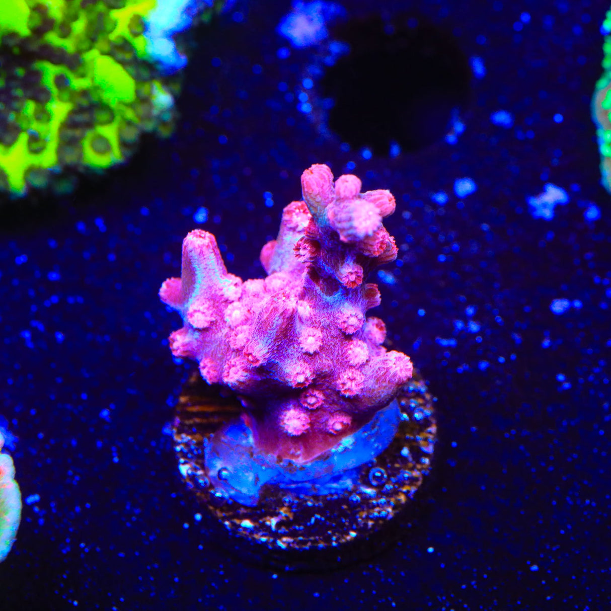 Pink Branching Cyphastrea Coral