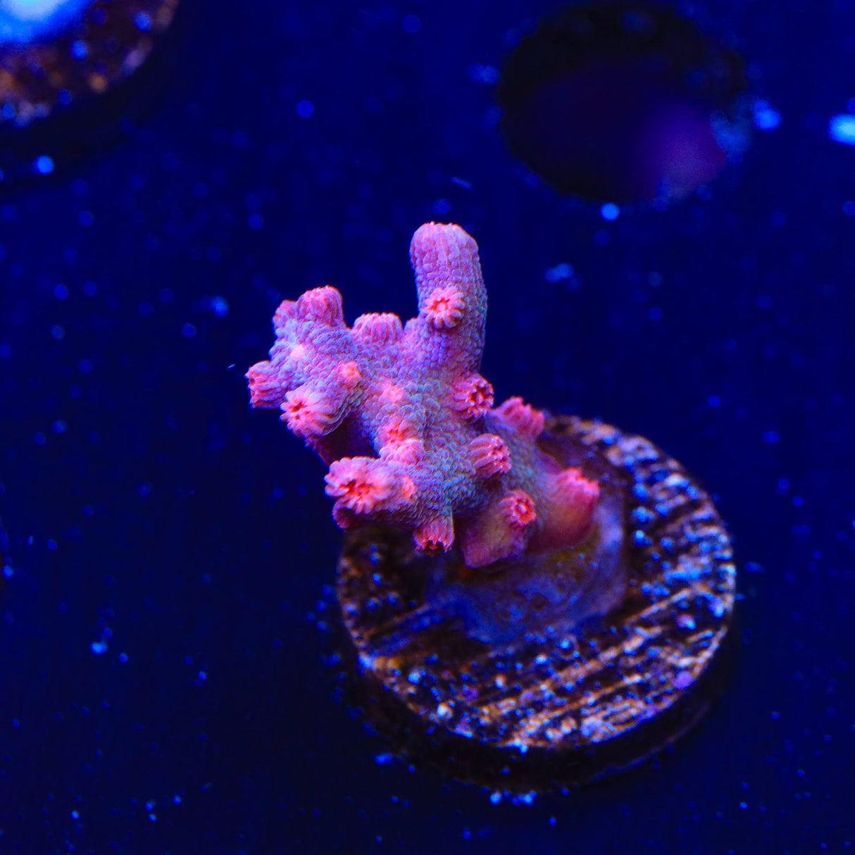 Pink Branching Cyphastrea Coral