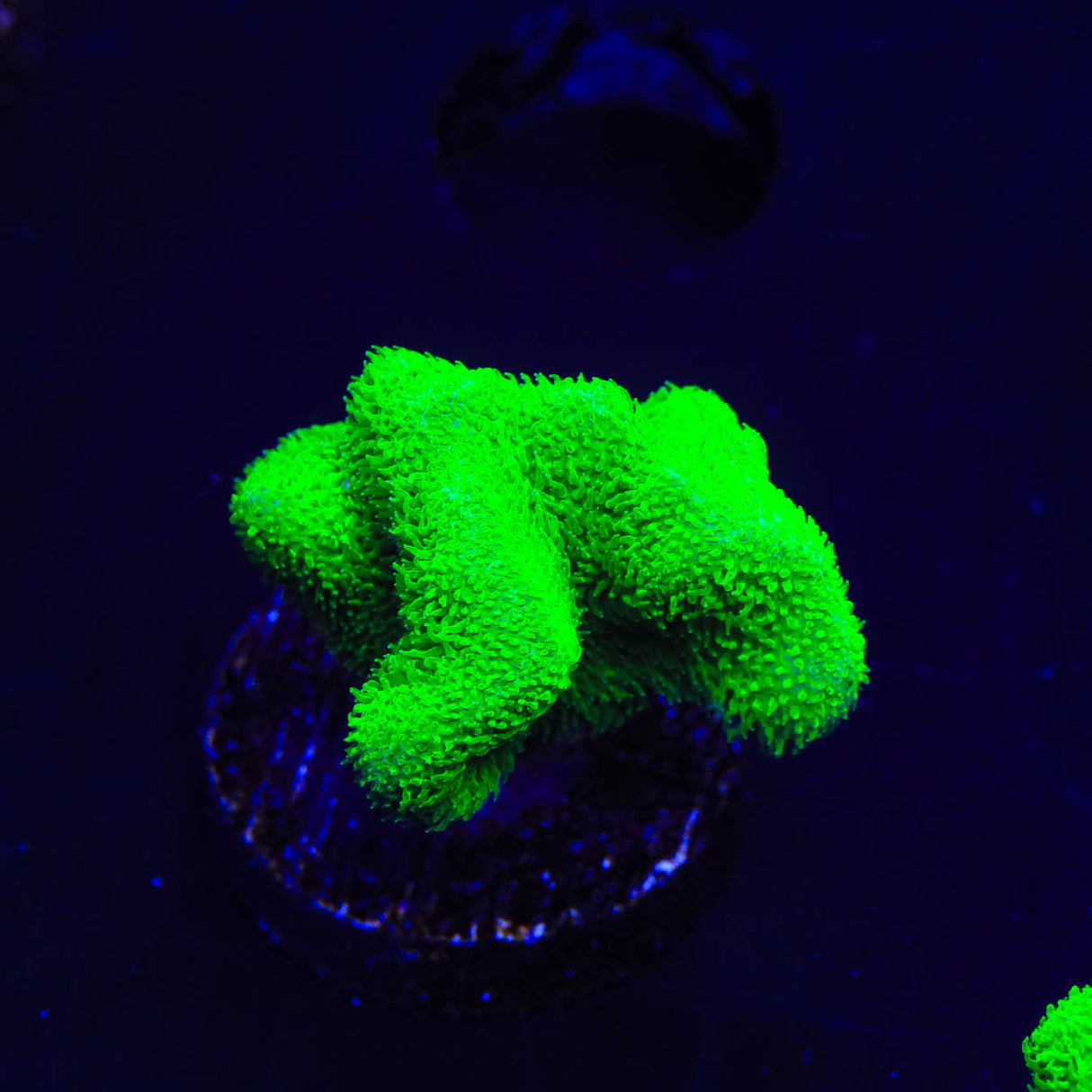 Kelly Green Psammocora Coral - Top Shelf Aquatics