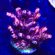 CB Maleficent Acropora Coral