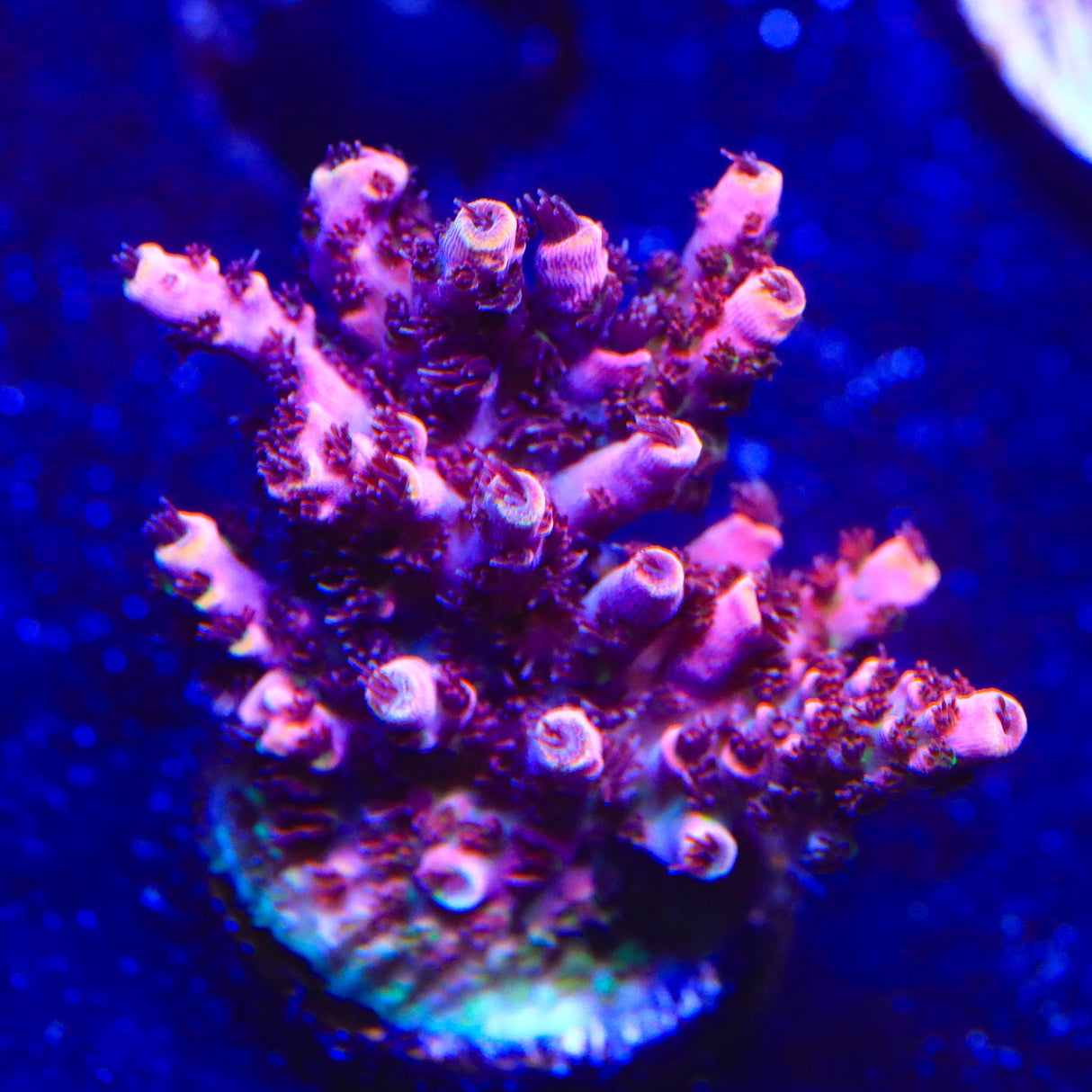 CB Maleficent Acropora Coral