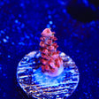 CB Maleficent Acropora Coral