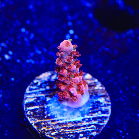 CB Maleficent Acropora Coral