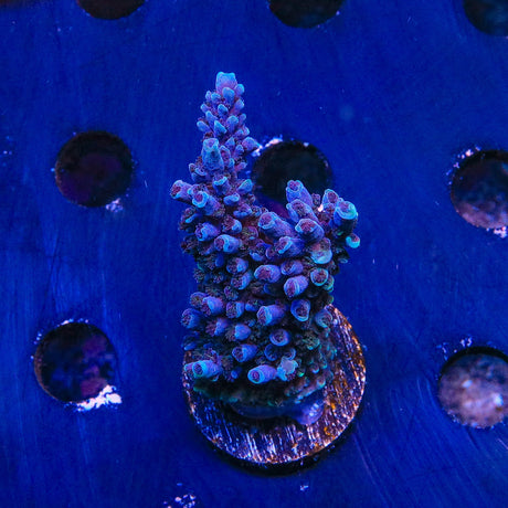 TSA Bali Blue Slimer Acropora Colony Coral