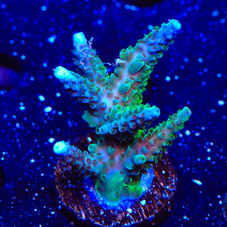 TSA Sprocket Acropora Coral