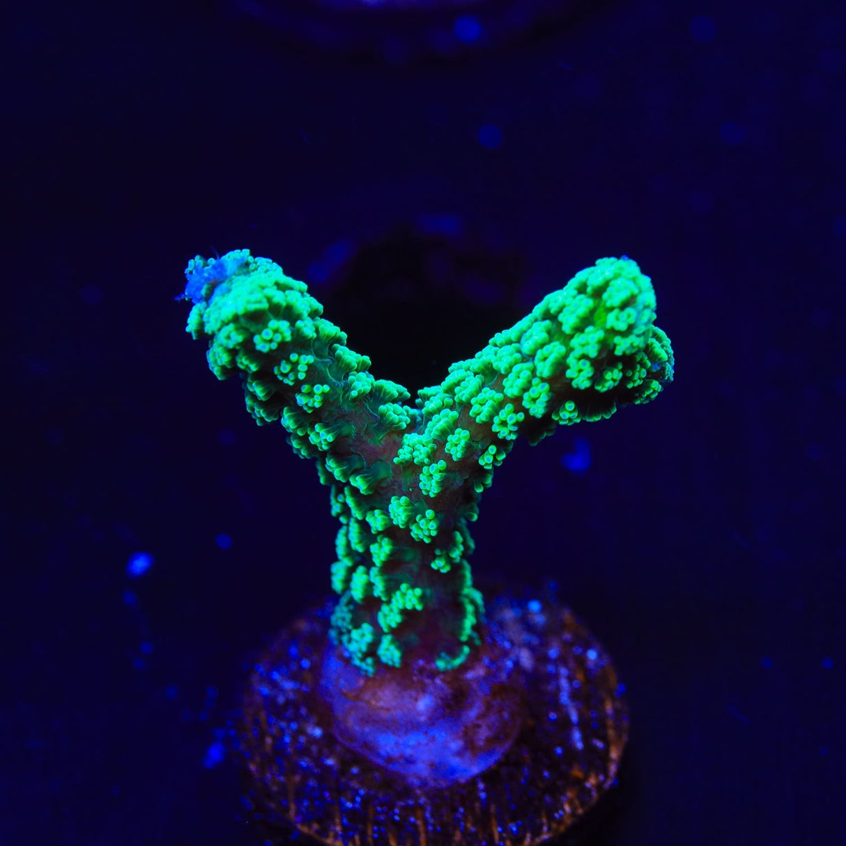 TSA Neon Green Birdsnest Coral