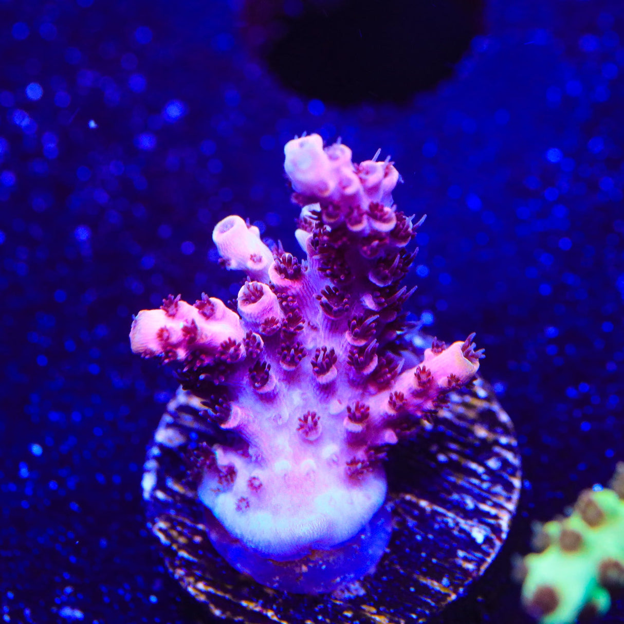 TSA Fruity Pebbles Acropora Coral