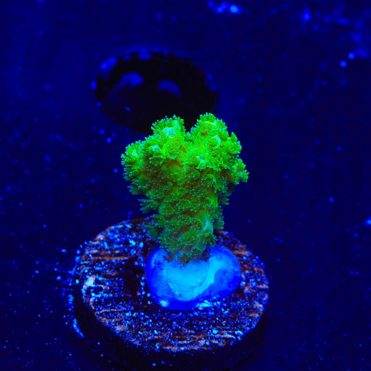 Neon Green Pocillopora Coral