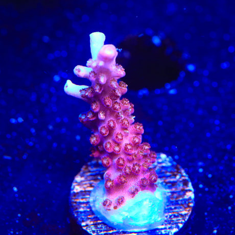 TSA Bottlerocket Acropora Coral