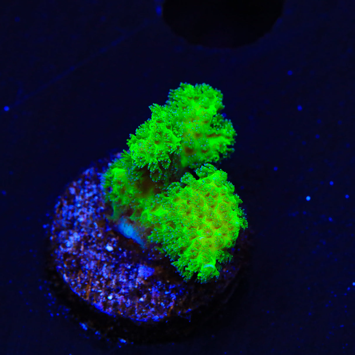 Neon Green Pocillopora Coral - Top Shelf Aquatics