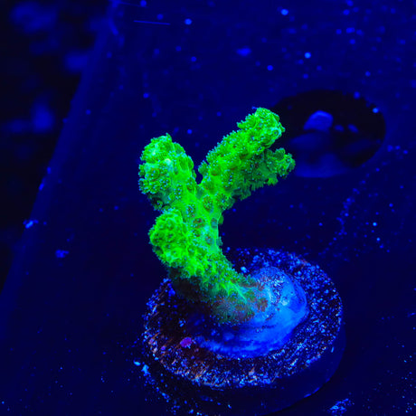 Neon Green Pocillopora Coral - (Almost WYSIWYG) - Top Shelf Aquatics 