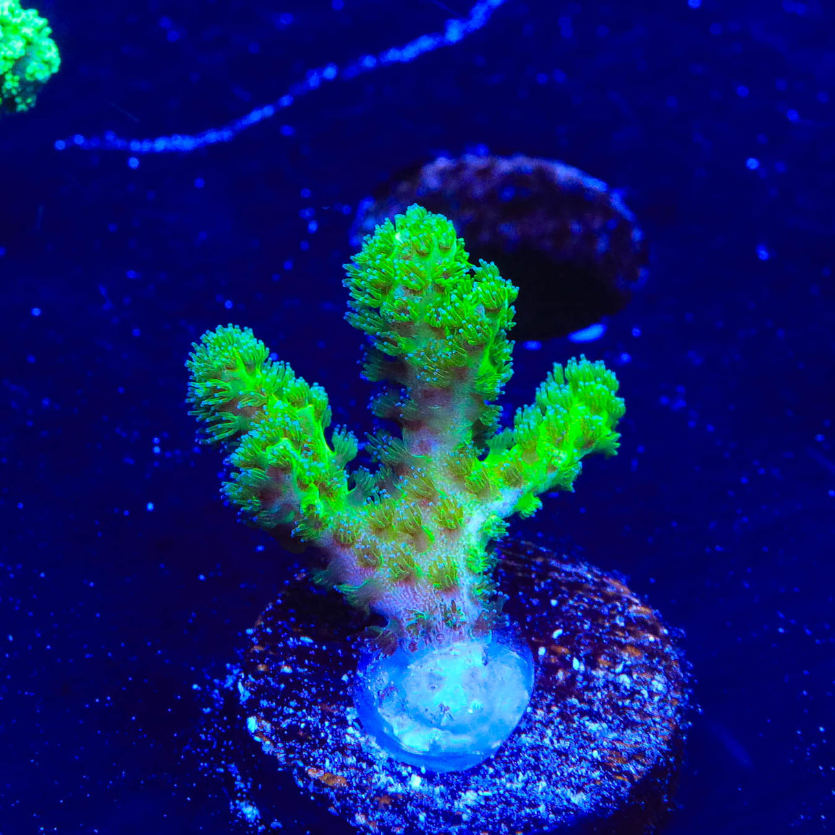 Neon Green Pocillopora Coral