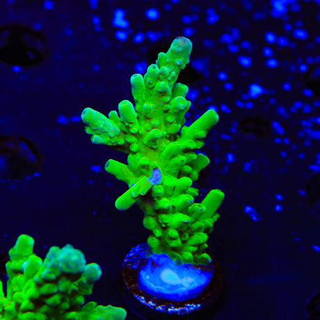 ORA Frogskin Acropora Coral