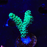 TSA Neon Green Birdsnest Coral