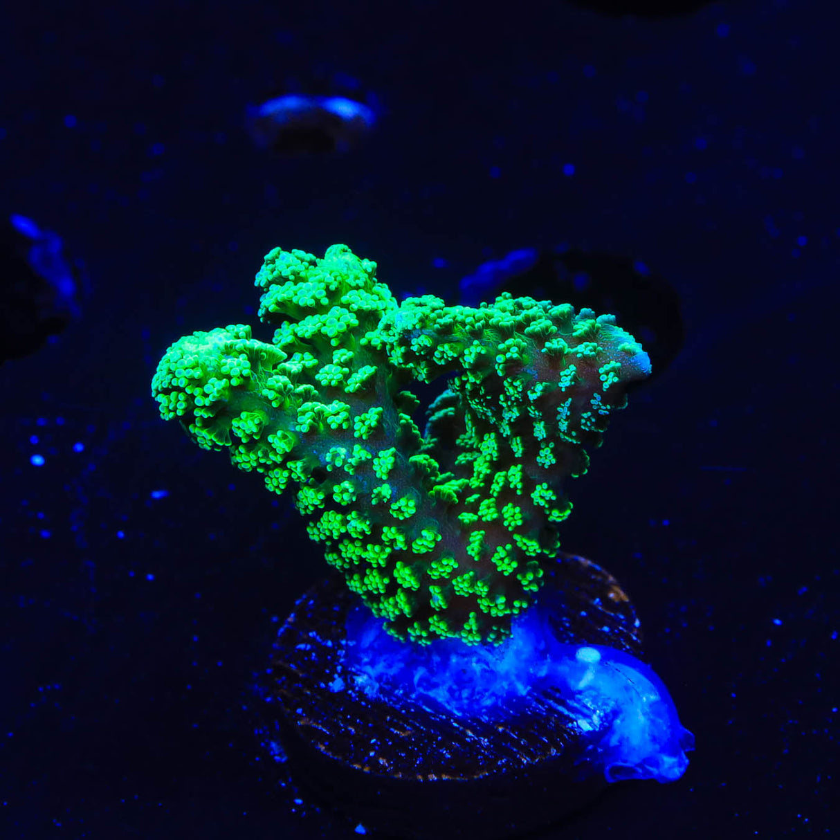 TSA Neon Green Birdsnest Coral