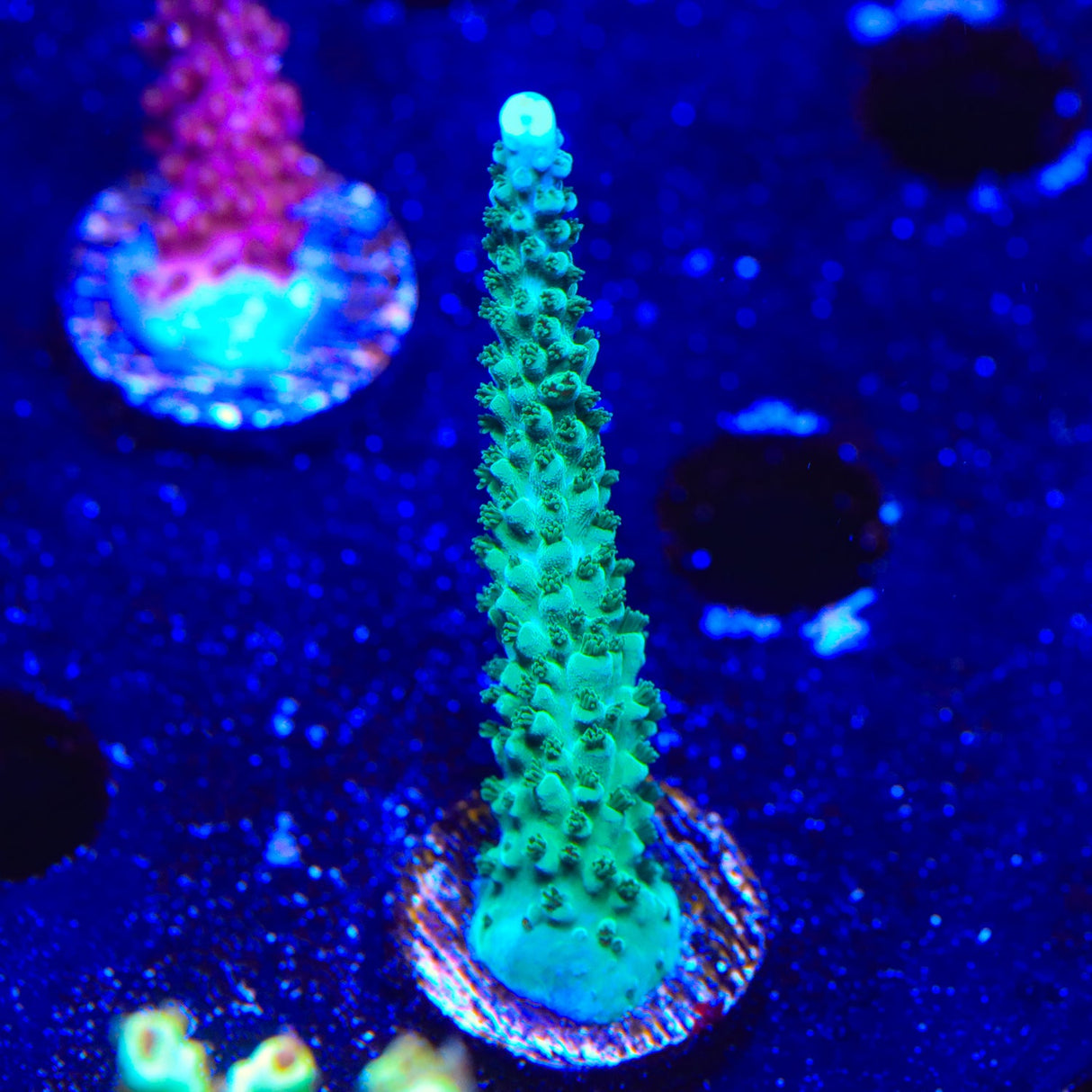 TSA Aquamarine Acropora Coral