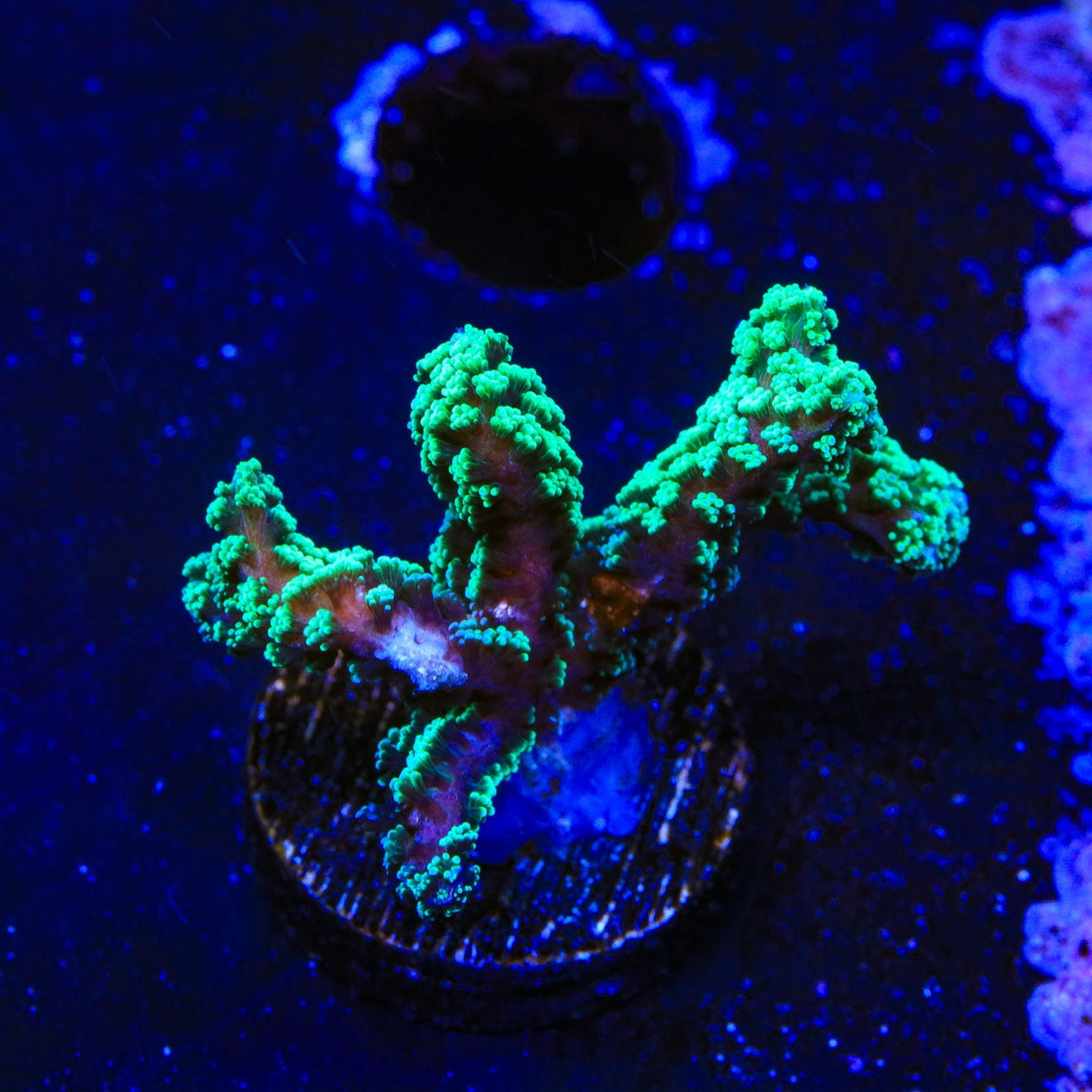 TSA Neon Green Birdsnest Coral