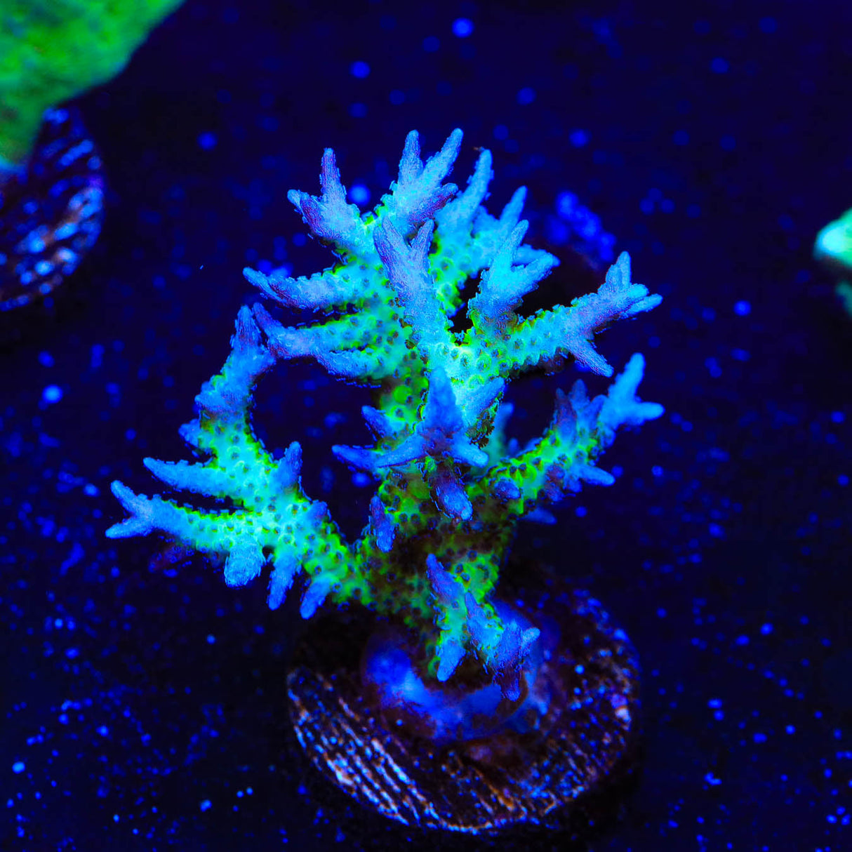 ORA Ponape Birdsnest Coral - Top Shelf Aquatics