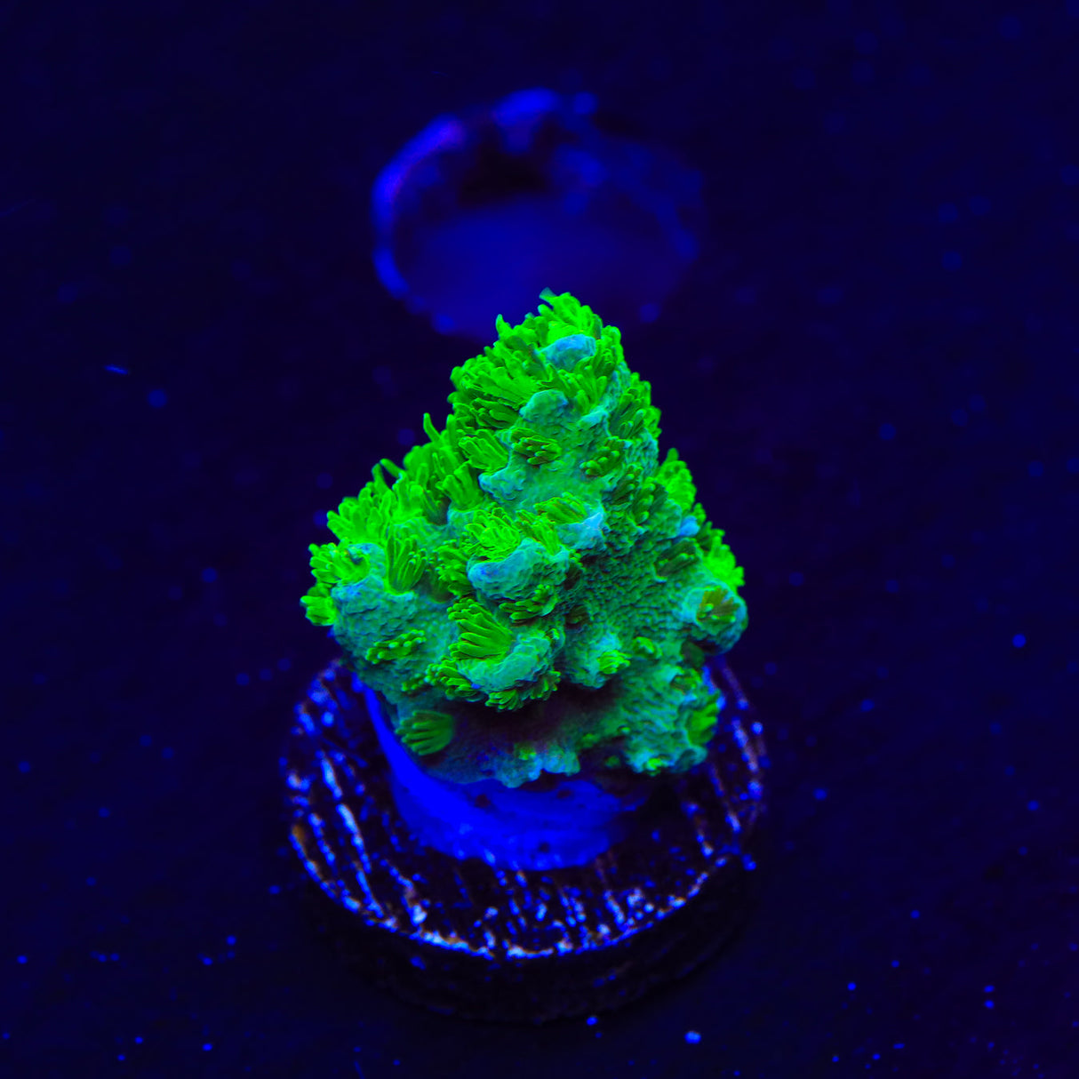 Neon Green Branching Hydnophora Coral