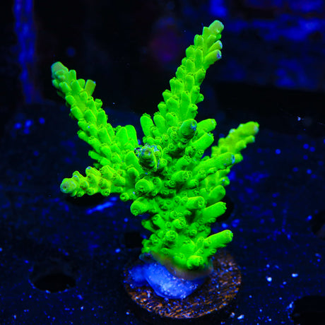 ORA Frogskin Acropora Coral