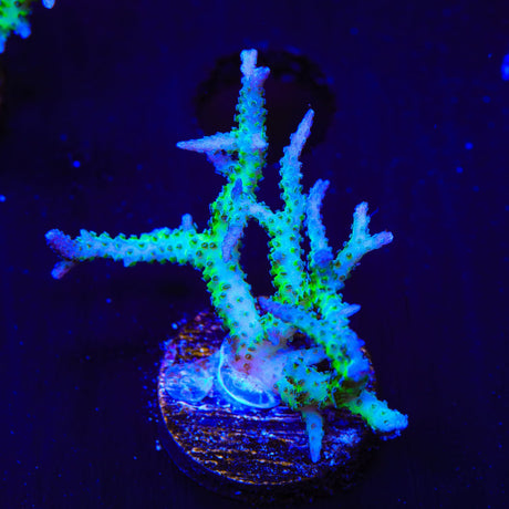 ORA Ponape Birdsnest Coral