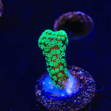 TSA Neon Green Birdsnest Coral