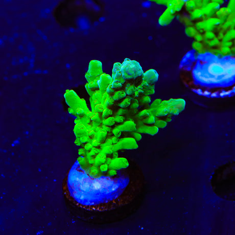 ORA Frogskin Acropora Coral