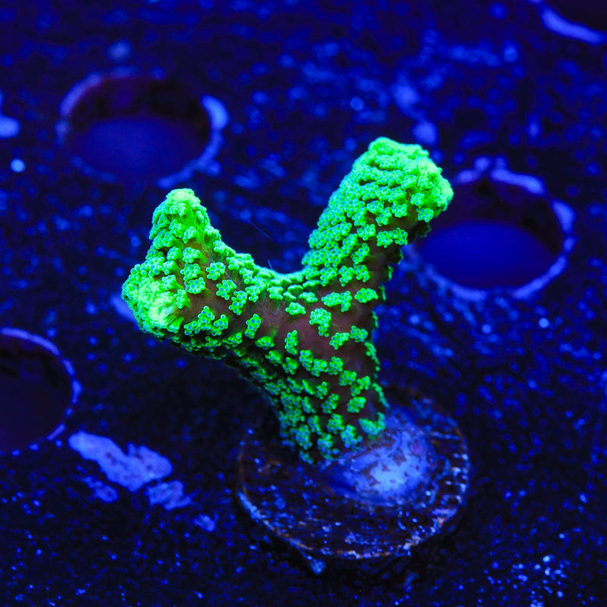 TSA Neon Green Birdsnest Coral