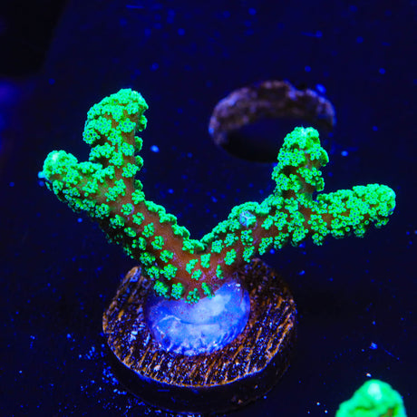 TSA Neon Green Birdsnest Coral
