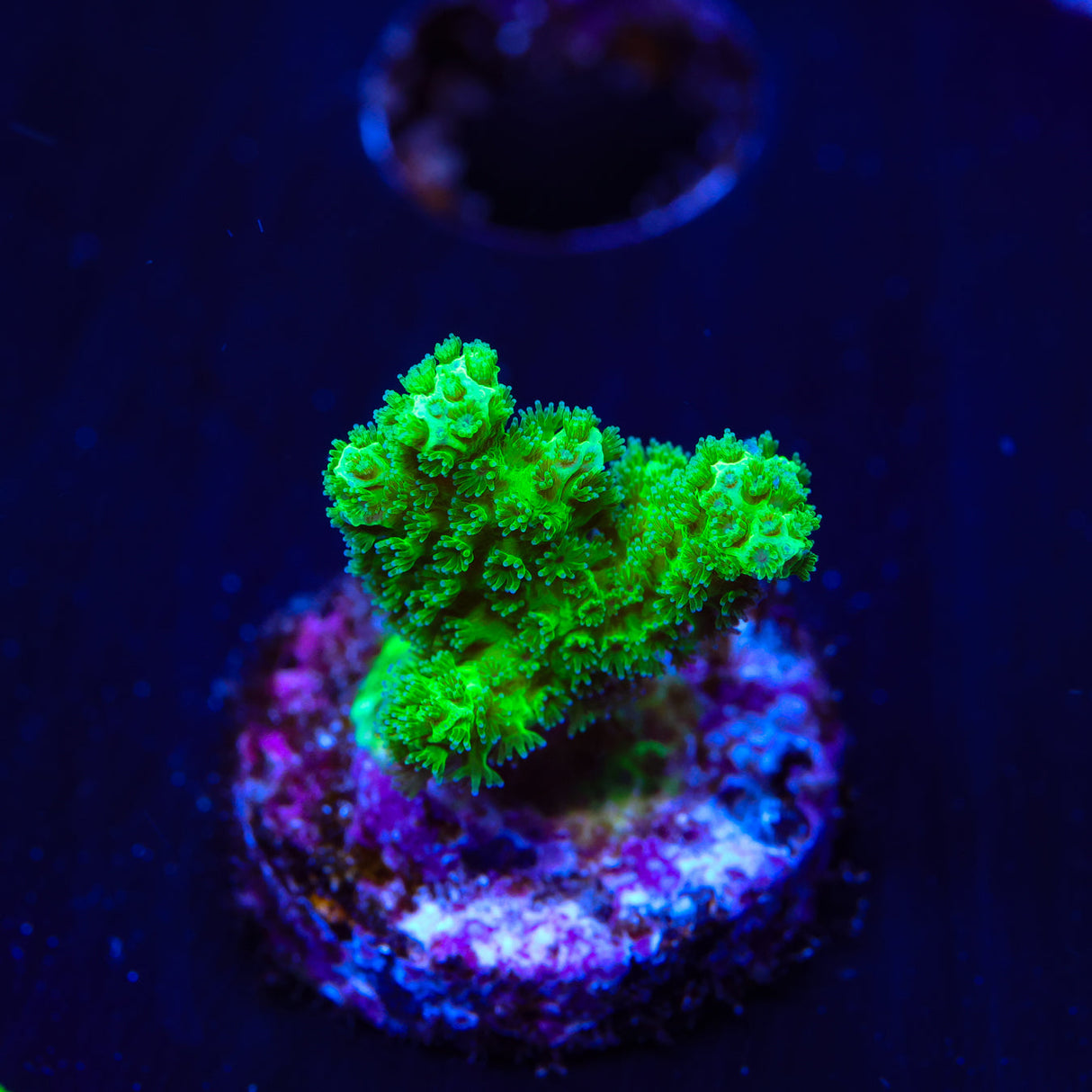 Neon Green Pocillopora Coral – Top Shelf Aquatics