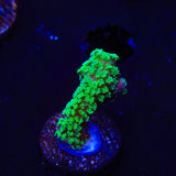 TSA Neon Green Birdsnest Coral - Top Shelf Aquatics