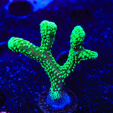 TSA Neon Green Birdsnest Coral