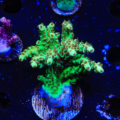 TSA Harvey Wallbanger Acropora Colony Coral