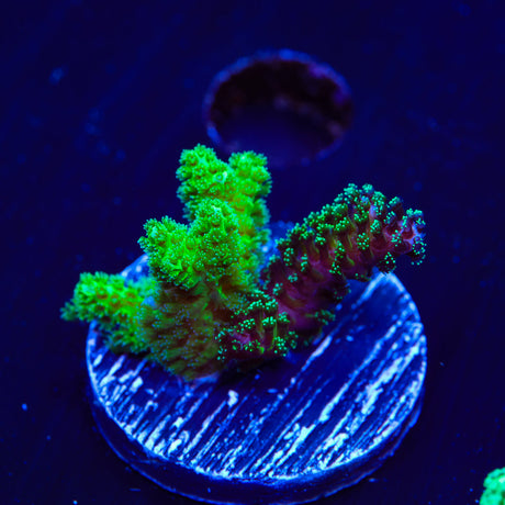TSA Double Trouble Pocillopora Coral